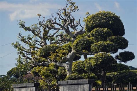 大型庭園樹|高木の種類｜庭木の植栽におすすめの種類10